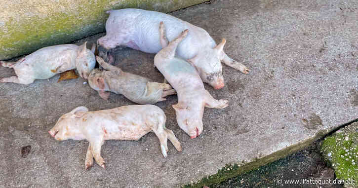 Ennesimo allevamento crudele: Essere Animali con Selvaggia Lucarelli per una proposta di legge contro le gabbie