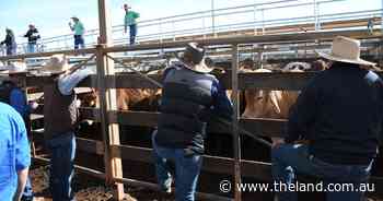 The four-figure surge: cattle prices break 1000c for first time since 2022