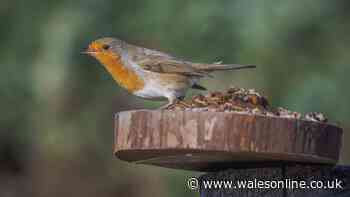 Gardeners may be making one mistake that's keeping robins away from homes