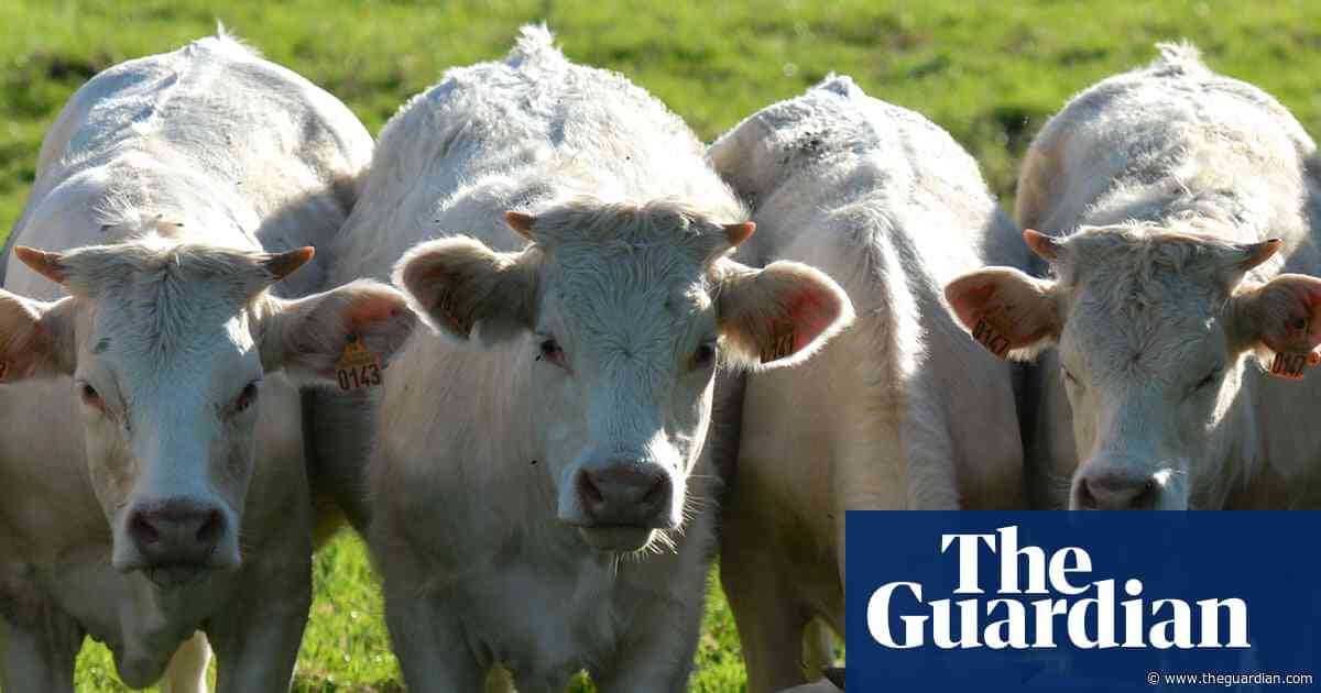 Cattle in England to get tuberculosis vaccine from 2030 as badger cull to end