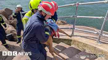 Trapped deer put to sleep after rescue