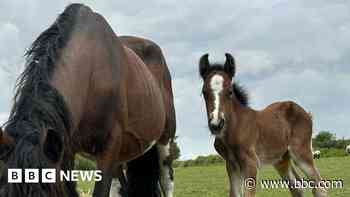 Second chance for 'severely underweight' horse