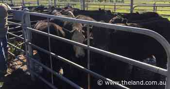 'No soft spots': Gundagai weaners exceed expectations in high quality yarding