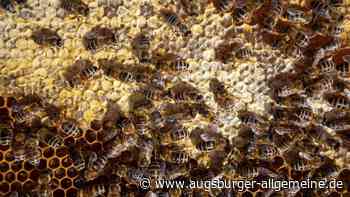 25.000 Bienen wohl vergiftet: Polizei sucht Zeugen