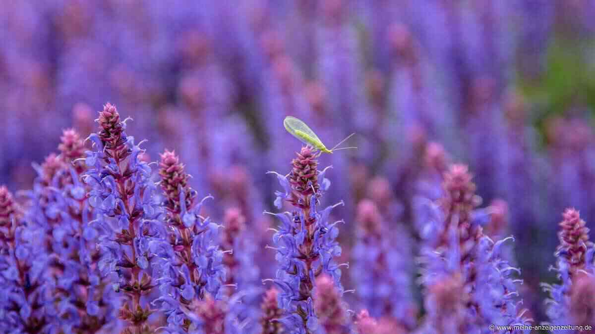 Lavendel war gestern – Bienen lieben diese heimische Staude