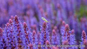 Lavendel war gestern – Bienen lieben diese heimische Staude