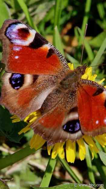 Simple tips to help the UK's butterflies
