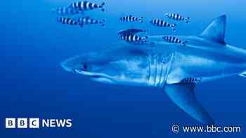 Rare footage captured of Great White shark in Mediterranean Sea