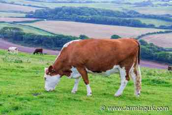 New bovine TB strategy sets 2038 target for England