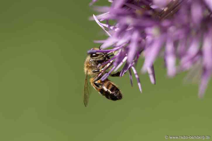 Bienenvolk in Gartenanlage vergiftet? Polizei sucht Täter