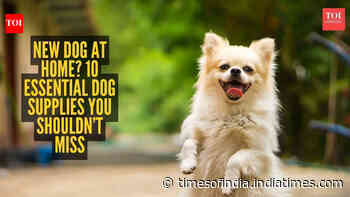 New dog at home? 10 essential dog supplies you shouldn’t miss