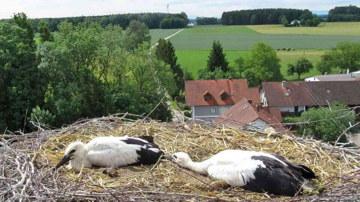 Sonnendorfer Halbwaisen erfolgreich beringt