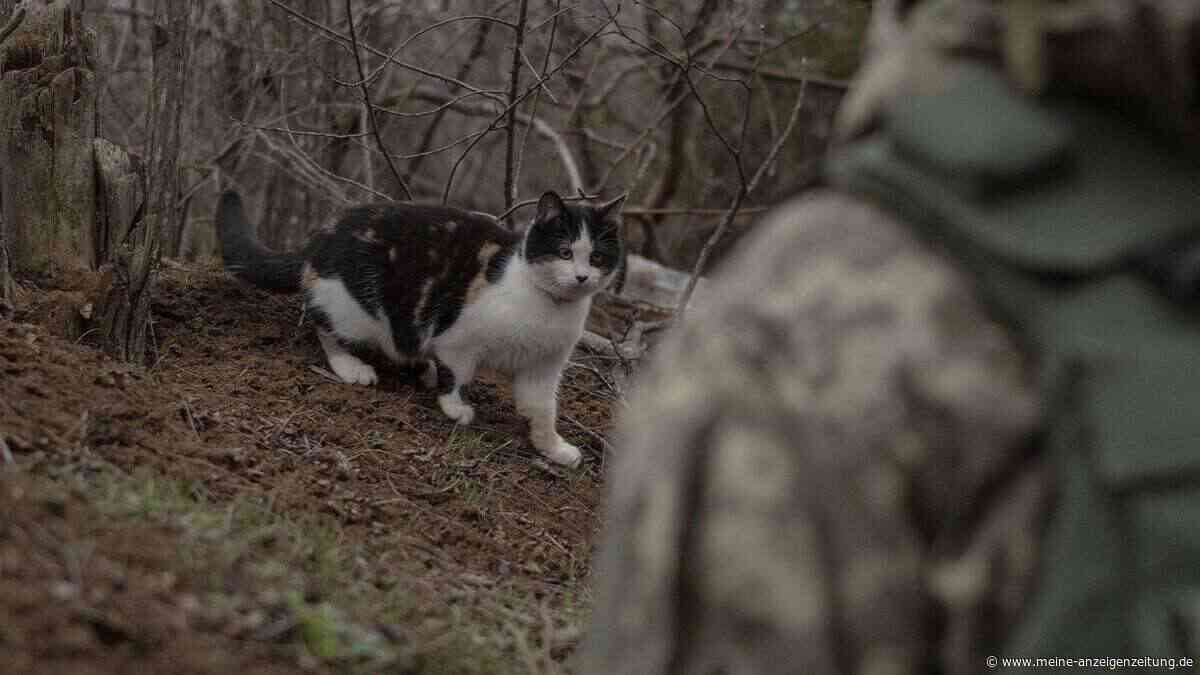 Aus dem Frontgebiet: Katzen von ukrainischer Kampfdrohne gerettet