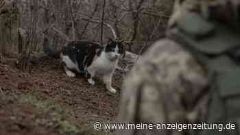 Aus dem Frontgebiet: Katzen von ukrainischer Kampfdrohne gerettet