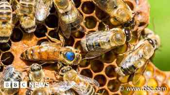 First case of bee disease AFB in Scotland this year