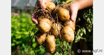 Onderzoekers ontwikkelen veredelingstool voor aardappelen en brassica's