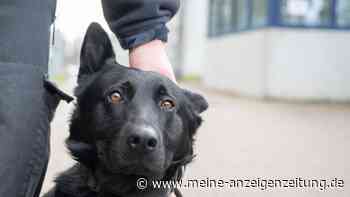 Verängstigter Hund auf aufblasbarem Boot: Dramatische Rettung vor der englischen Küste