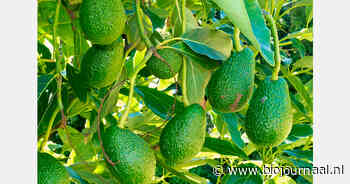 Biologisch geteelde avocado's beter bestand tegen droogte dankzij bodemorganismen