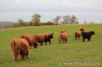 Confidential cattle registration support launched for farmers
