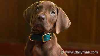 Scooby Doo NOT get a Great Dane: Vets raise concerns new trailer featuring a real puppy will lead to a surge in desire for the huge breed that's prone to health risks