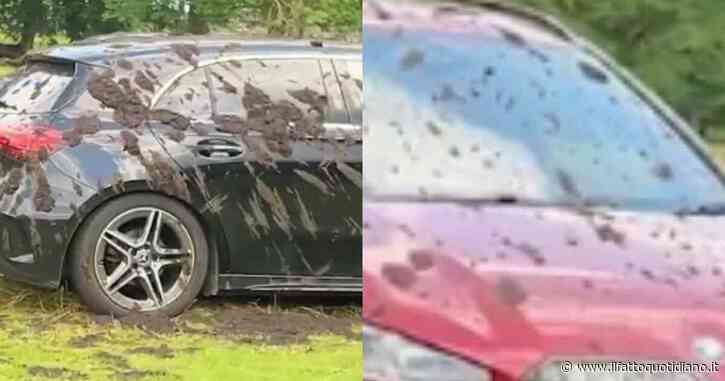 “Ne ho abbastanza di essere insultato dalle persone quando chiedo loro di non parcheggiare sul nostro terreno”: allevatore imbratta con letame le auto parcheggiate