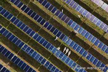 Solar power hits new milestones in the US even as Trump boosts coal over clean energy