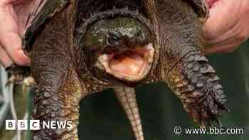 American snapping turtle with bite 'like a car door' found at Welsh beauty spot