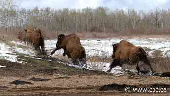 Star Blanket Cree Nation welcomes return of bison with new herd