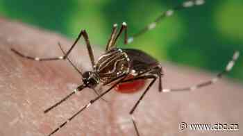The world has a mosquito problem. Here's how scientists are trying to solve it