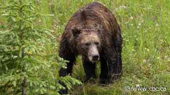 Grizzly bear trapped, killed after trying to break into central Alberta chicken coop