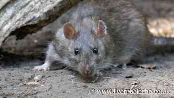 Rats won't return to your home this summer if you use £1 kitchen item