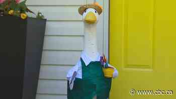 Why a gaggle of geese are migrating to Nova Scotian porches