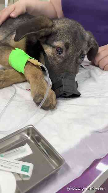 Hurt Puppy Too Scared To Be Touched Finally Asks For Pets | The Dodo