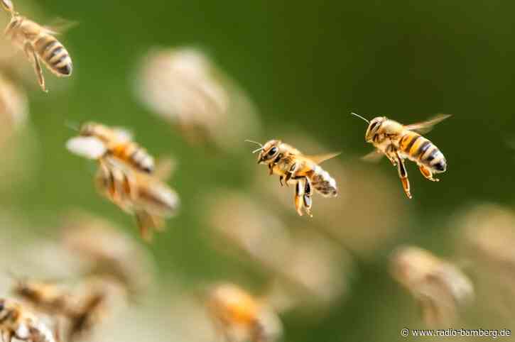 Bienenschwarm überfällt italienischen Strand
