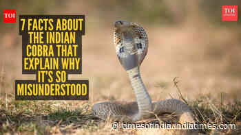 7 facts about the Indian cobra that explain why it’s so misunderstood