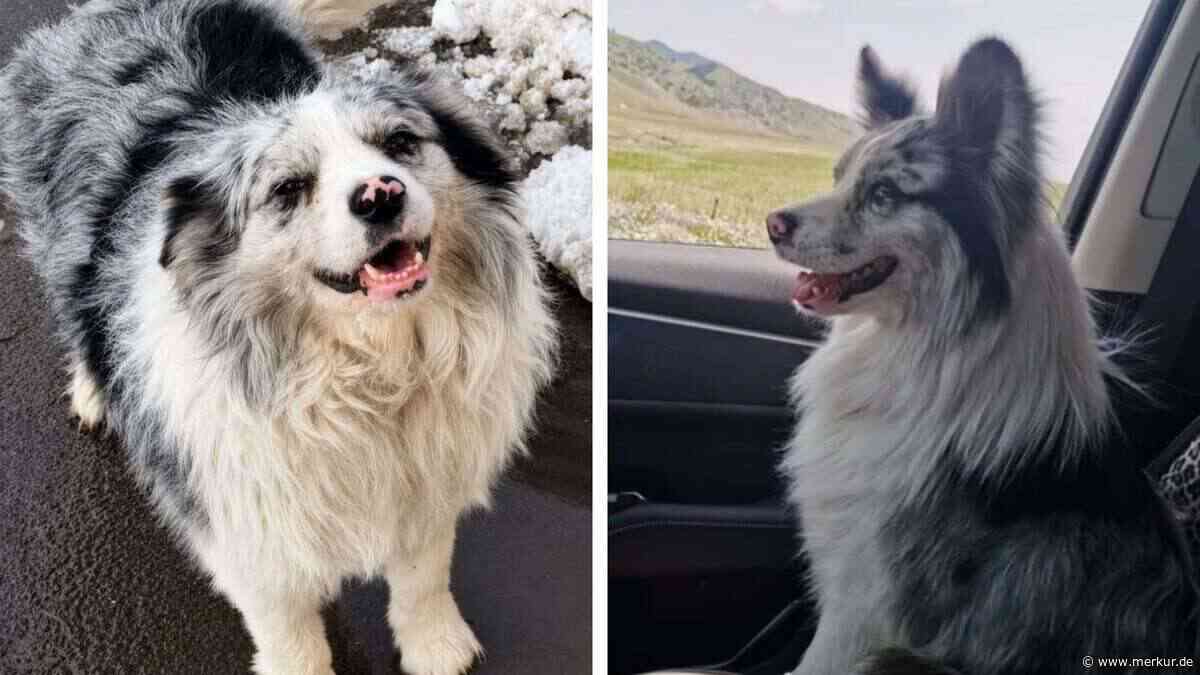 Er hatte über eine Million Follower: Berühmter Hund in Restaurant serviert