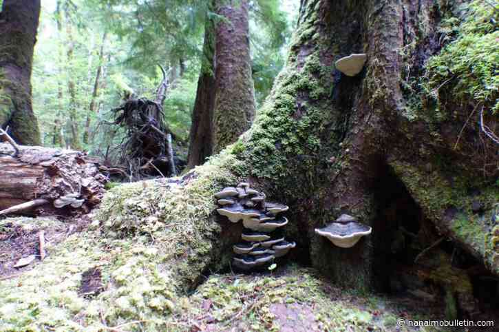 New Nanaimo organization is focused on practice of natural, green burials