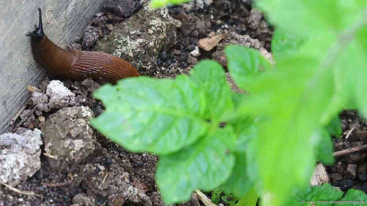 Eine Schnecke im Garten ist kein Schädling und stirbt trotzdem