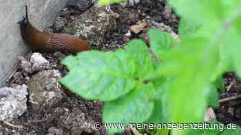 Eine Schnecke im Garten ist kein Schädling und stirbt trotzdem
