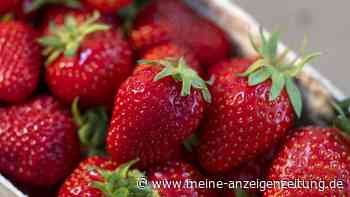 Zahlreiche Kaufland-Kunden sortieren Erdbeeren aus – keine gute Idee