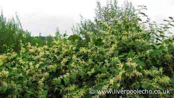 Lawyer reveals what you should do if neighbour refuses to remove Japanese knotweed