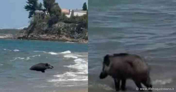 Spunta un cinghiale tra gli ombrelloni, poi entra in mare davanti a decine di bagnanti: la scena fa il giro dei social