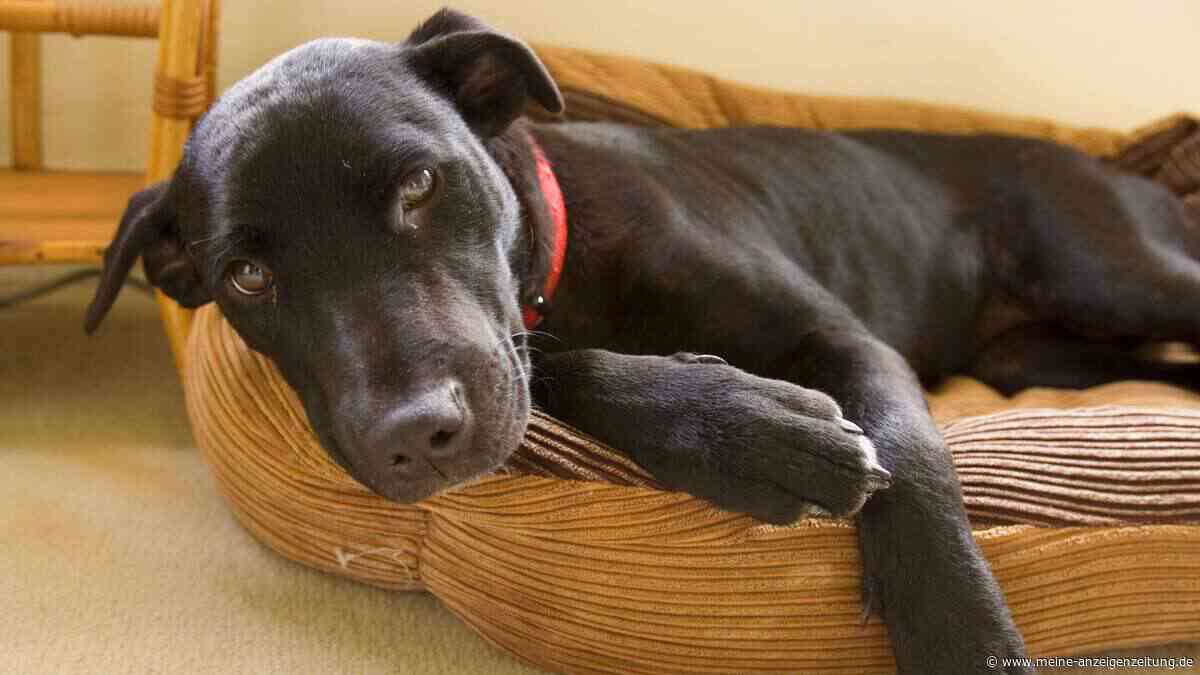 Darum seufzt Ihr Hund – und was er Ihnen damit sagen will