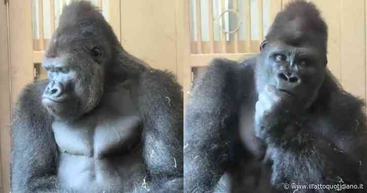 Il gorilla “filosofo” diventa il nuovo caso virale sui social: la storia di Kiyomasa e il “segreto” del suo Dna