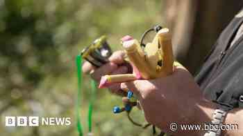 Calls for new law to cut catapult crime