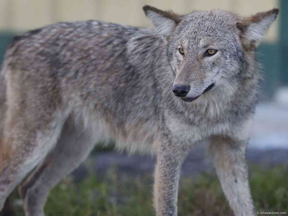 Orléans park closed after reported coyote attack