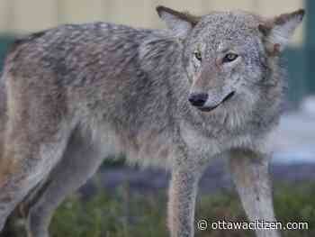 Orléans park closed after reported coyote attack