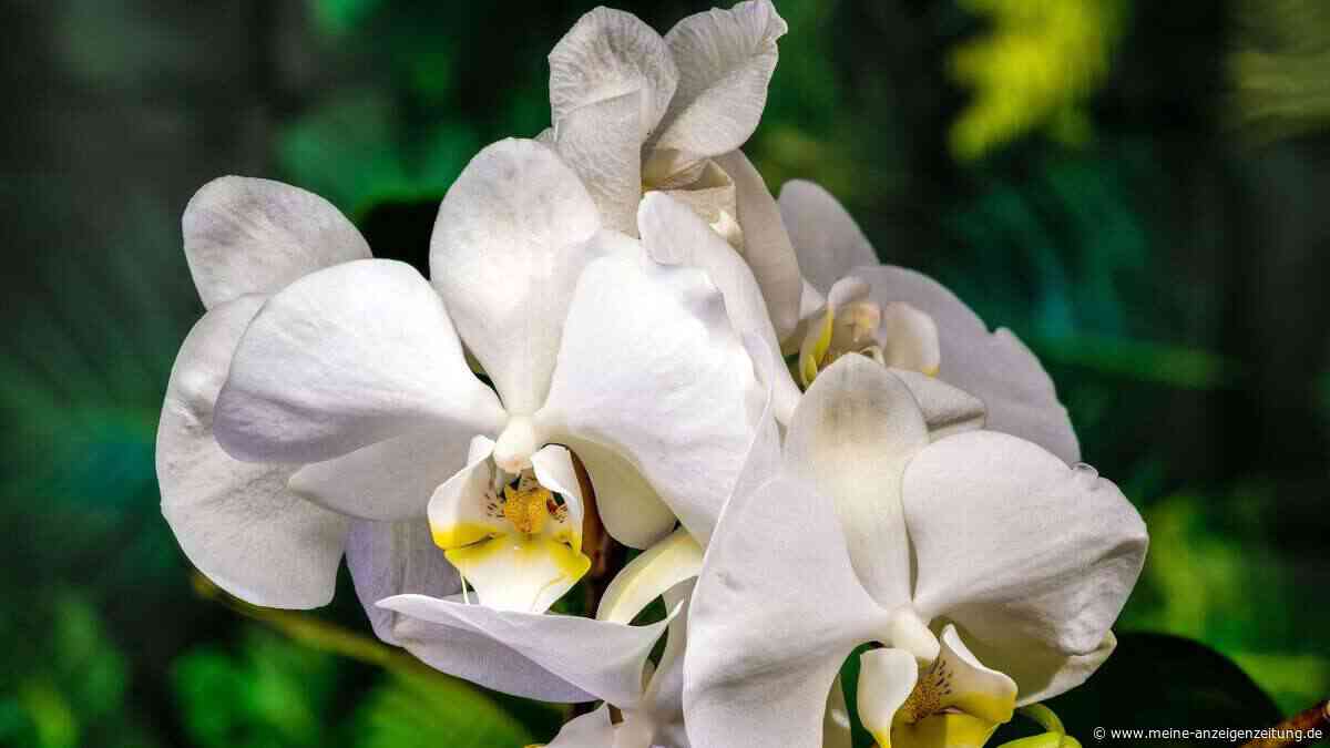 Keine Blüten an der Orchidee? Diese Tipps helfen garantiert
