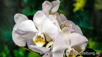 Keine Blüten an der Orchidee? Diese Tipps helfen garantiert