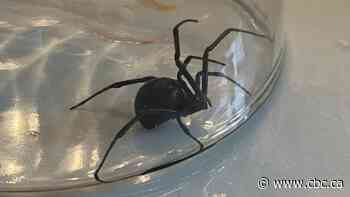 'Always wash your fruits': Calgary family finds black widow spider in grapes